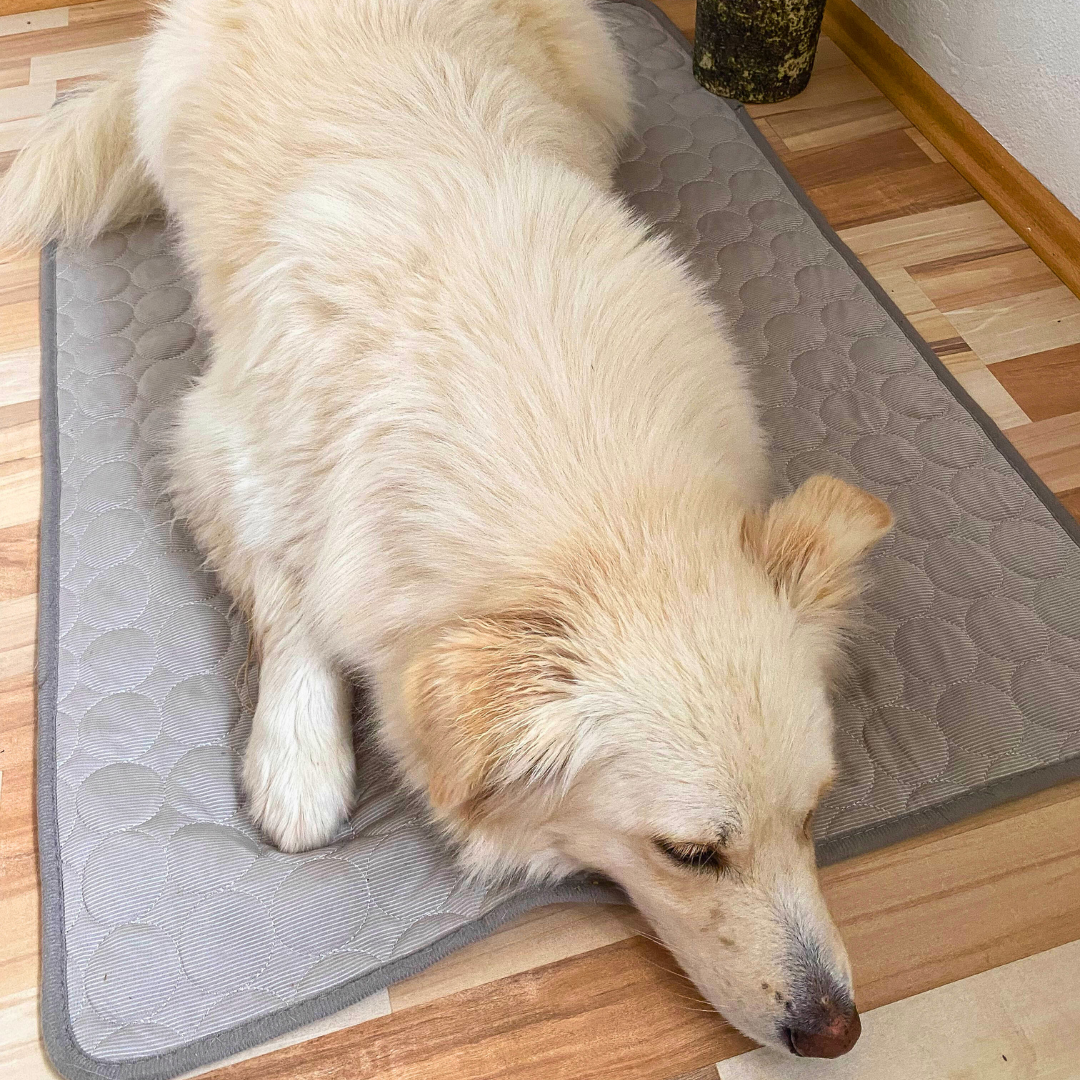 CoolingMat - Hundekühlmatte